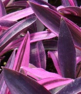 Tricolor Purple Heart Jew, Tradescantia pallida 'Tricolor', Setcresea pallida